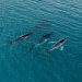 Two humpback whales set records swimming between Australia and Brazil