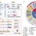AI-driven framework enables precise prediction of RNA splicing and isoform usage