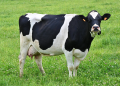 Cows can tell humans apart, new study finds
