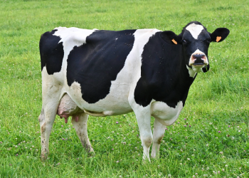 Cows can tell humans apart, new study finds