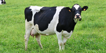 Cows can tell humans apart, new study finds