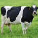 Cows can tell humans apart, new study finds