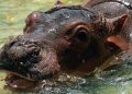 There’s more than one way to sterilize a cocaine hippo. Unfortunately, both ways suck. 