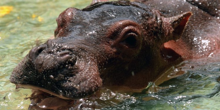 There’s more than one way to sterilize a cocaine hippo. Unfortunately, both ways suck. 