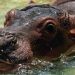 There’s more than one way to sterilize a cocaine hippo. Unfortunately, both ways suck. 