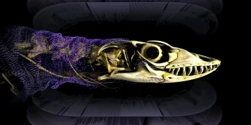 Scientists solve 320-million-year mystery of reptile bone armor