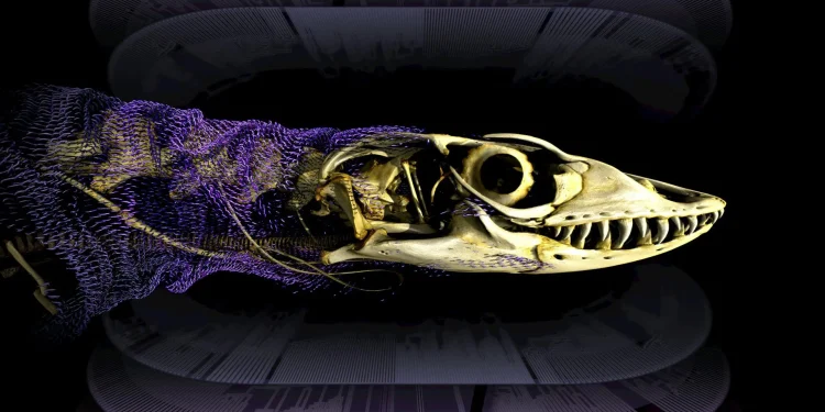 Scientists solve 320-million-year mystery of reptile bone armor