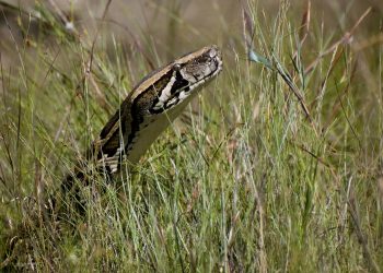 Ready to hunt some enormous snakes? The Florida Python Challenge returns.