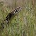 Ready to hunt some enormous snakes? The Florida Python Challenge returns.