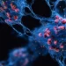 “Zombie cells” aren’t always bad and that could transform anti-aging medicine