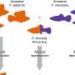 Asexual lizards, virgin births and clones—the all‑female species of the animal kingdom