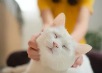 Scientists say house cats could help unlock new cancer treatments for humans
