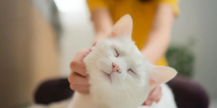 Scientists say house cats could help unlock new cancer treatments for humans