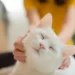 Scientists say house cats could help unlock new cancer treatments for humans
