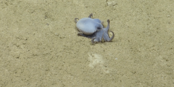 Golf ball-sized octopus discovered near the Galápagos Islands