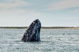 Gray Whales Keep Turning Up in Rivers — What Is Driving This Strange Behavior?