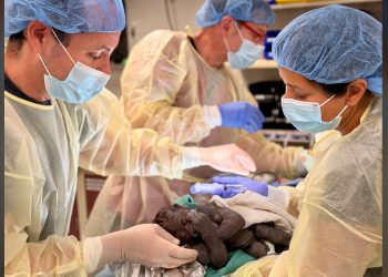 Doctors perform rare emergency C-section on a gorilla