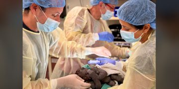 Doctors perform rare emergency C-section on a gorilla