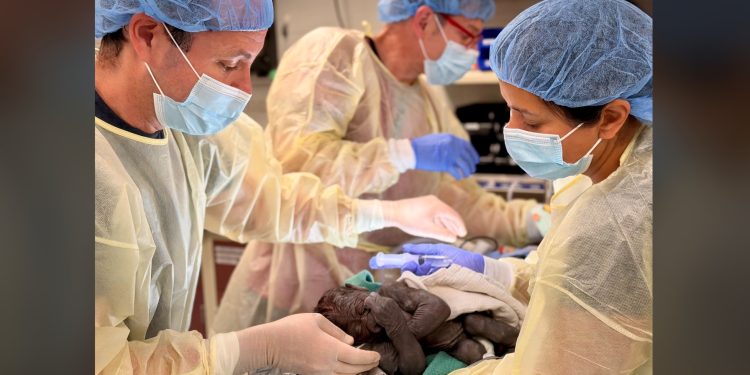 Doctors perform rare emergency C-section on a gorilla