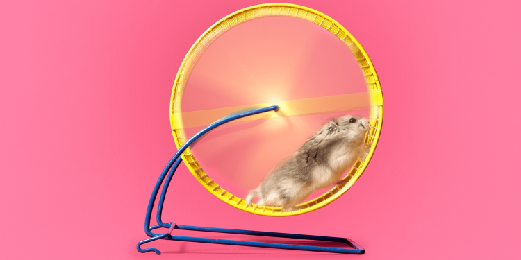 Hamsters run on wheels for a surprisingly joyful reason