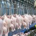 Lawmakers want USDA to maintain line speeds in poultry and pork plants, citing food safety