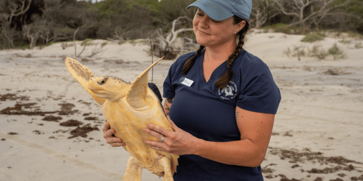 Rare hybrid sea turtle released back into the ocean after rescue