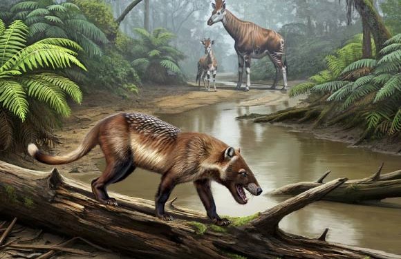 Paleontologists Identify New Hyaenodont Species in Pakistan