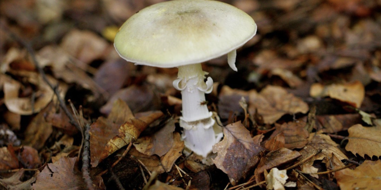 California wild mushroom outbreak has killed four