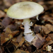 California wild mushroom outbreak has killed four