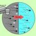 Heat-treated probiotic may protect sperm from BPA-linked damage, rat study suggests