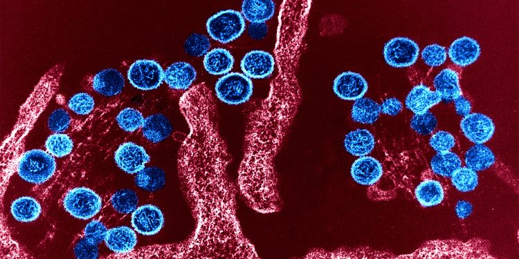 Hantavirus Strain in Outbreak Hasn’t Become More Transmissible, WHO Says
