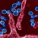 Hantavirus Strain in Outbreak Hasn’t Become More Transmissible, WHO Says