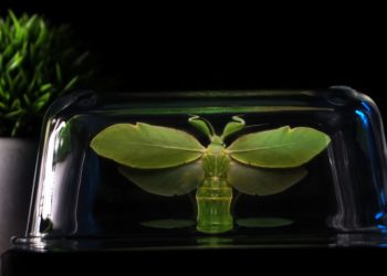 Viral TikTok Shows How To Make Your Phone Project A Hologram Illusion – And It Actually Works