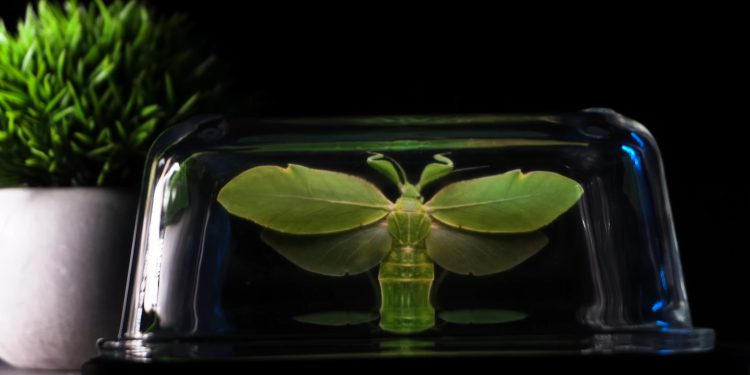 Viral TikTok Shows How To Make Your Phone Project A Hologram Illusion – And It Actually Works