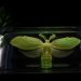 Viral TikTok Shows How To Make Your Phone Project A Hologram Illusion – And It Actually Works