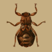 This Blood-Sucking Fly Drastically Transforms When It Finds Its Prey