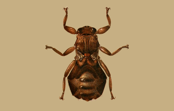 This Blood-Sucking Fly Drastically Transforms When It Finds Its Prey