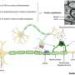 Myelin emerges as an active regulator of brain plasticity, not only a structural insulator