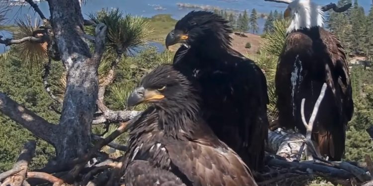 Bald eagle Jackie shoos away Fiona the squirrel