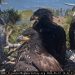 Bald eagle Jackie shoos away Fiona the squirrel