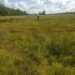 Biodiversity offsetting shows promise in pollinator conservation