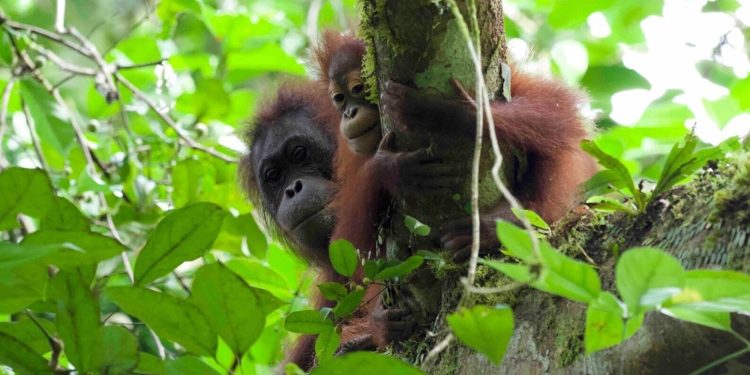 Orangutan poop holds surprising clues about how long they breastfeed