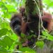 Orangutan poop holds surprising clues about how long they breastfeed