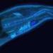 Genetically modified hookworms produce and deliver therapeutics