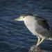 Wading bird populations in the New York–New Jersey Harbor are in decline