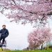 Japan cracks down on its wayward cyclists