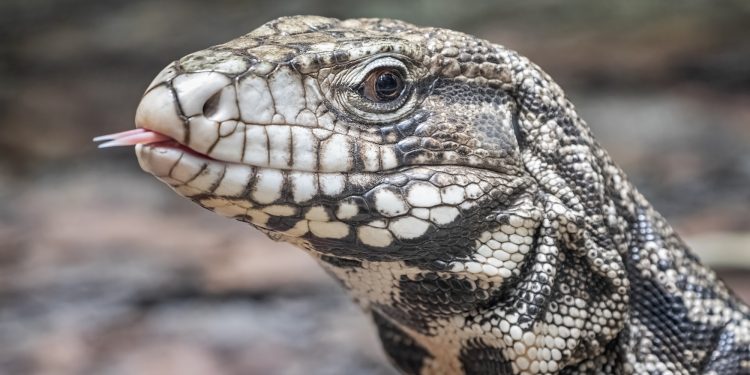 Georgia is battling invasive, 4-foot-long lizards