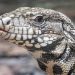 Georgia is battling invasive, 4-foot-long lizards