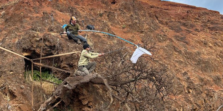 Scientists race to collect the last seeds from a critically endangered tree before it goes extinct