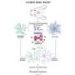 Brain protein ASC identified as driver of inflammation after mild head injury